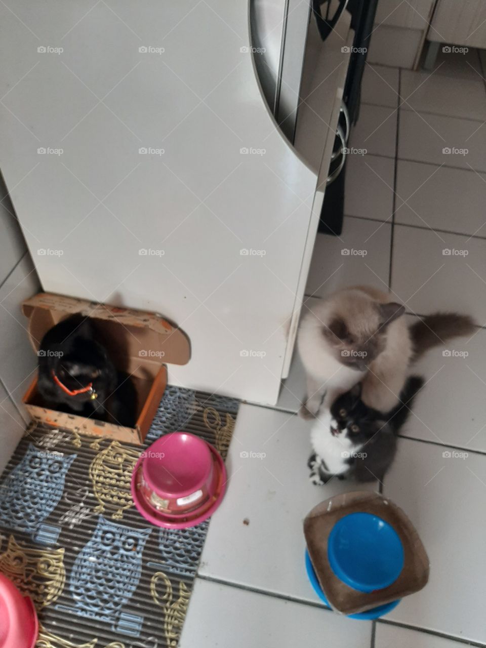 Os gatos esperando a comida.
