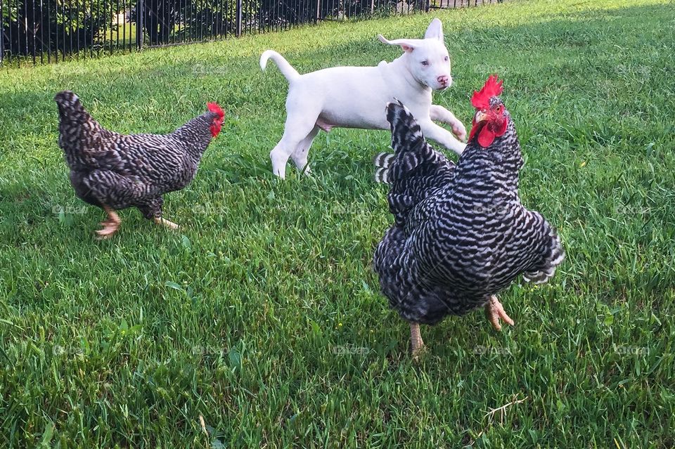 Pup meets chickens