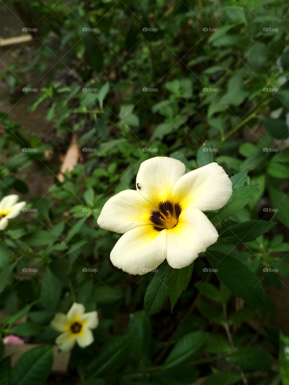 Light yellow flower