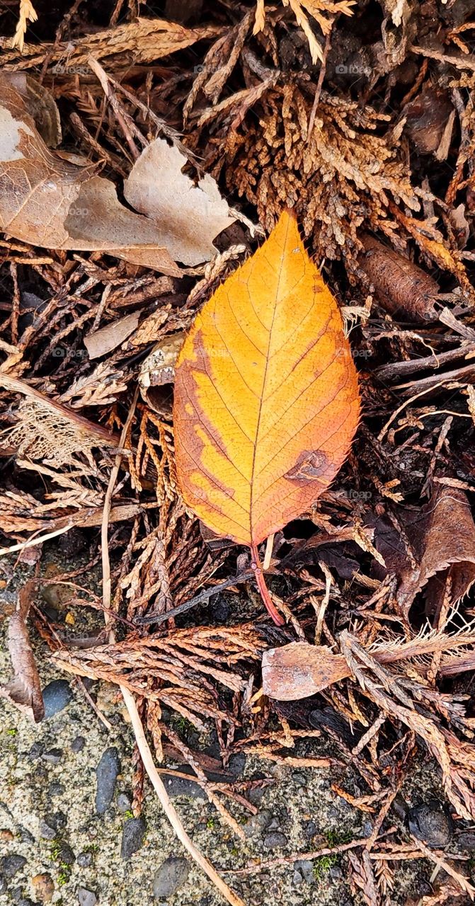 bold fallen orange leaf against a background of brown leaves and twigs on an Autumn afternoon in Oregon