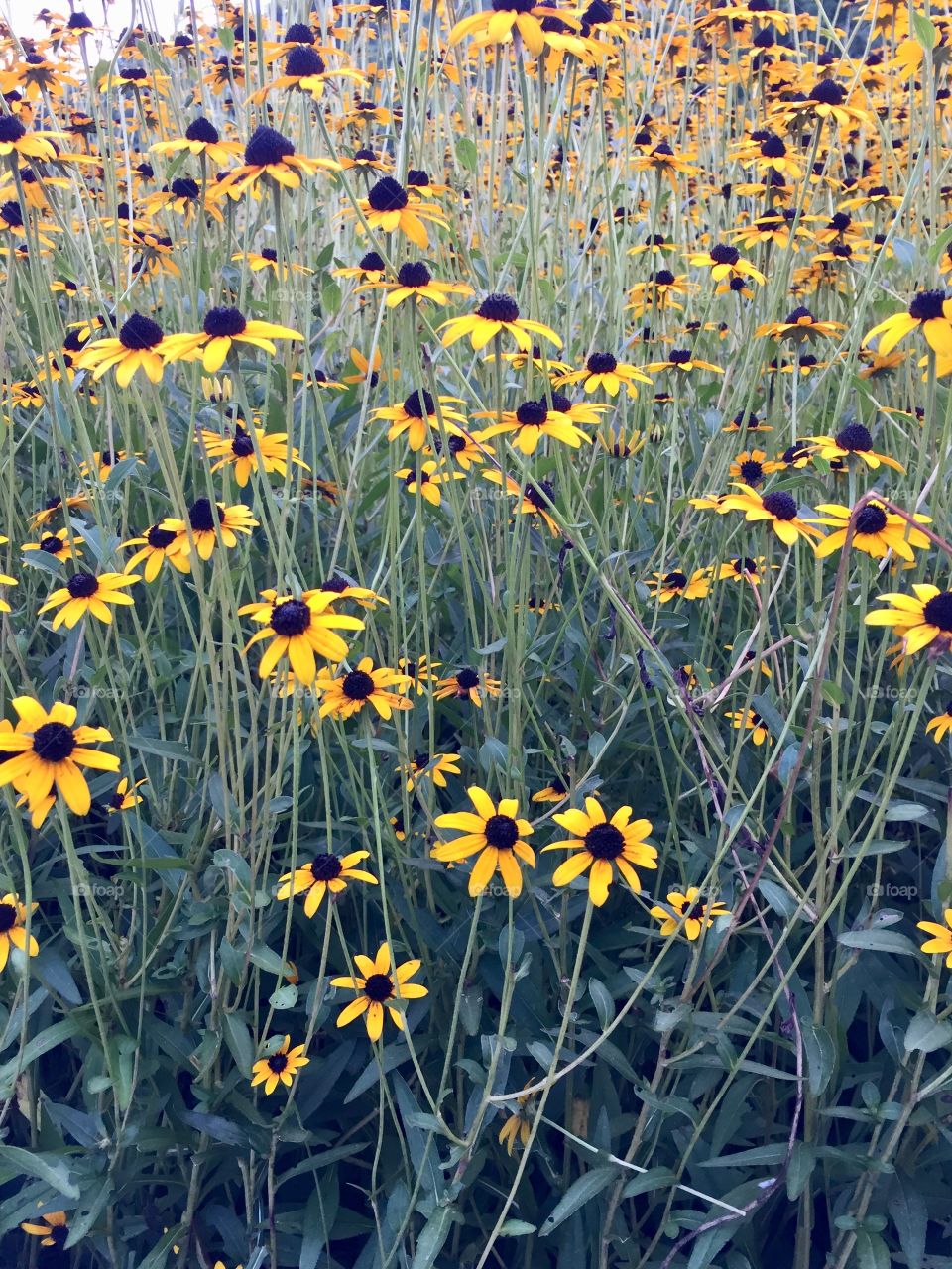 Field of yellow brown-eyed susan flowers in the fall