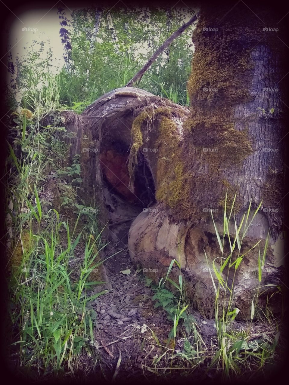 Weird tree stump