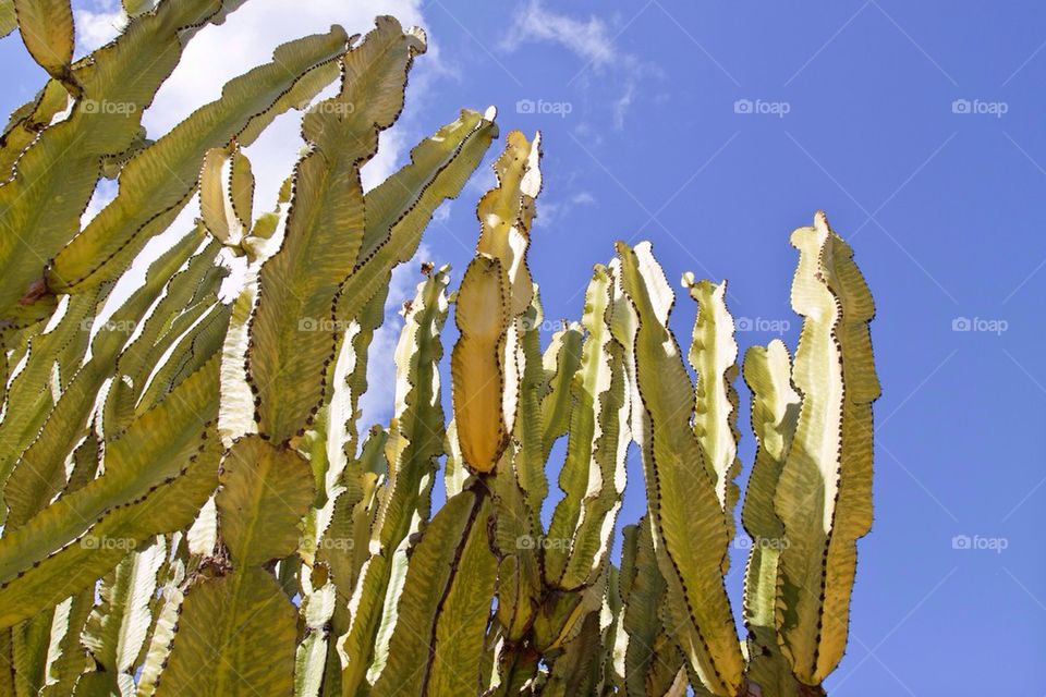 Cactus and more Cactus