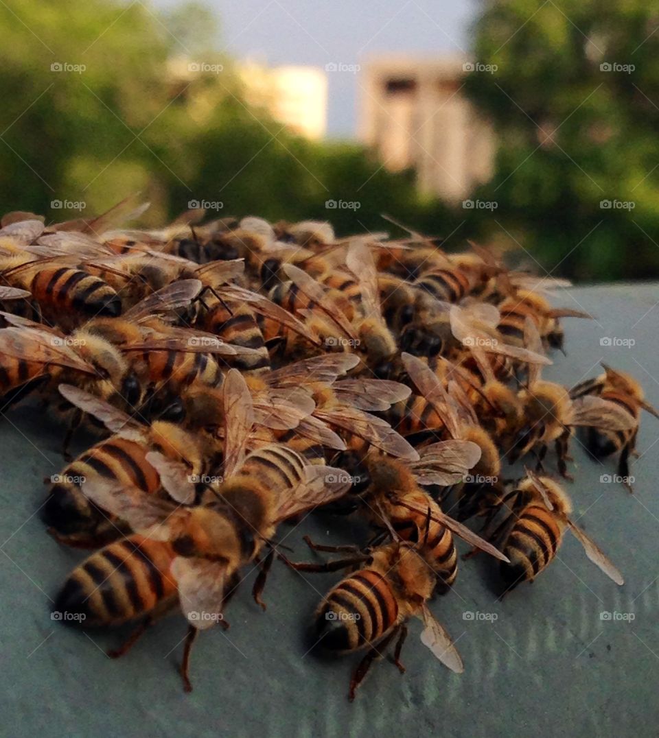 Bees on a bridge in downtown Austin, TX