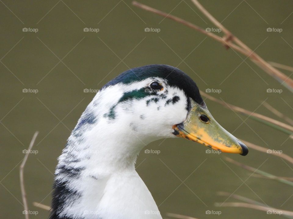 A close up of a duck
