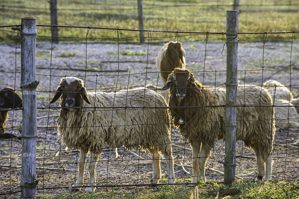 Sheep in the fence on the grass and the morning sun.