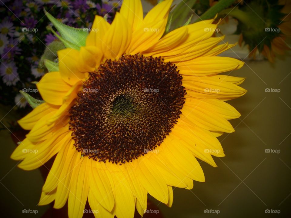 flor girassol amarelo