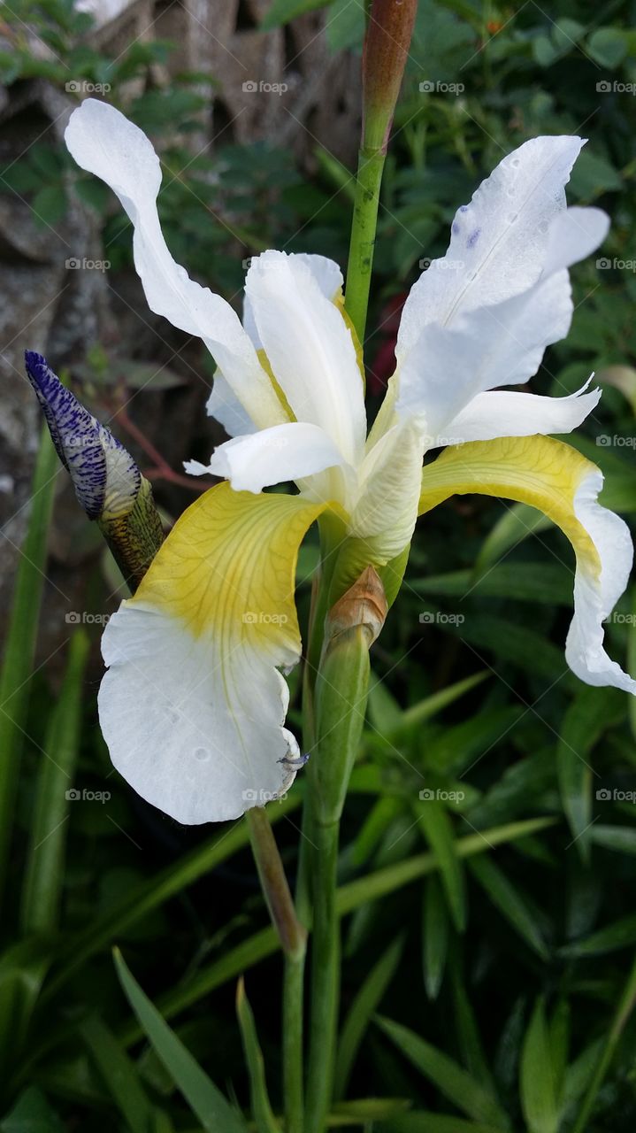 white iris