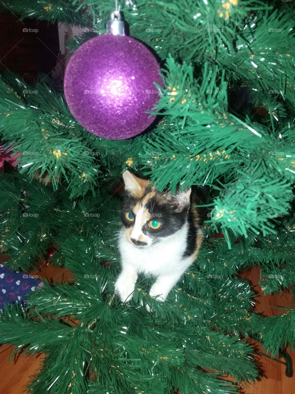 Kitty in the christmas tree