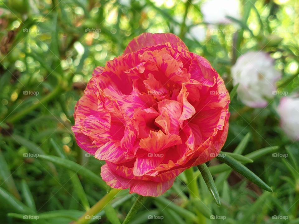 the portulaca grandiflora