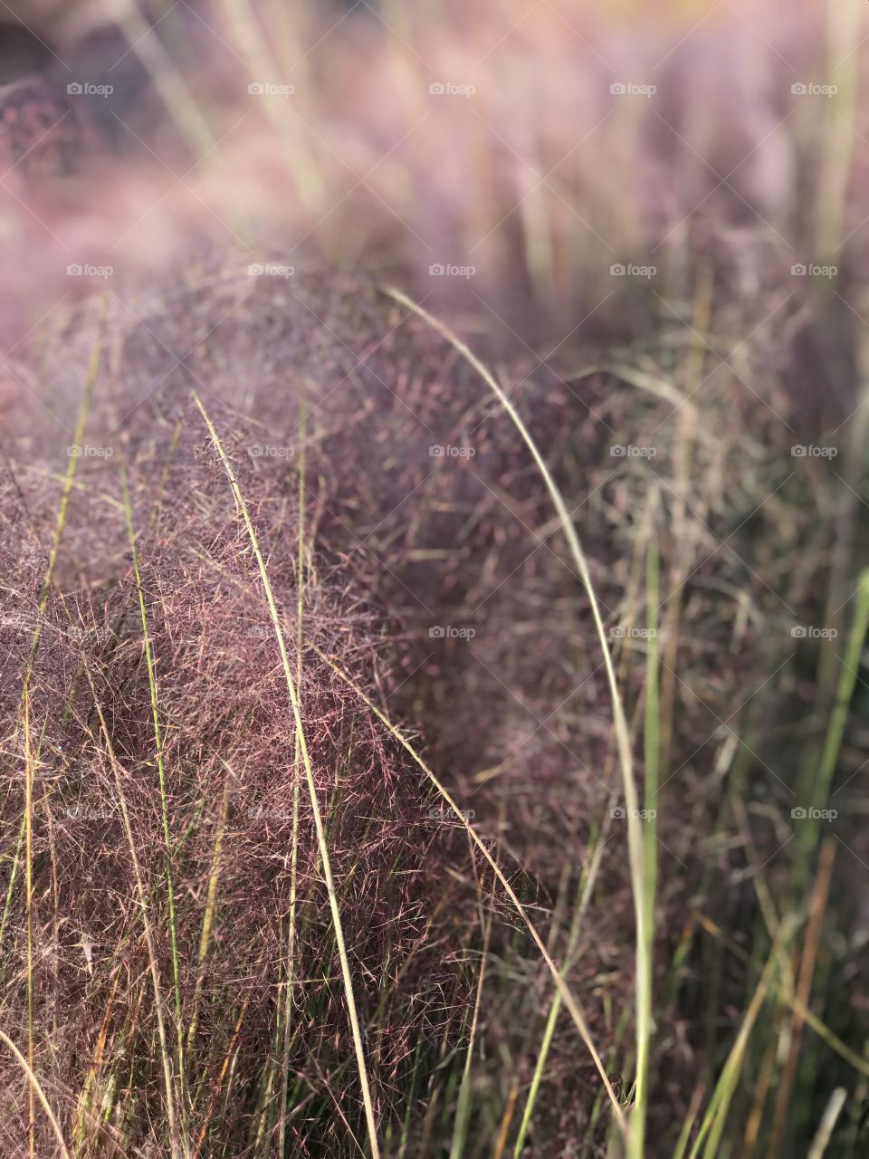 Florida, odnalrO ni detacol tneduts FCU nA .asleS yb kcilC Follow me @Selsa.Notes, @Selsa.Clicks, and @Selsa.Notes #Selsa
#Cottoncandy #pampamgrass Over 40 photos in the photo album.