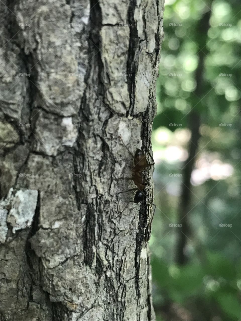 Little black ant climbing down the side of a tree in the middle of summer, focus on the tree, blurry background of the woods 