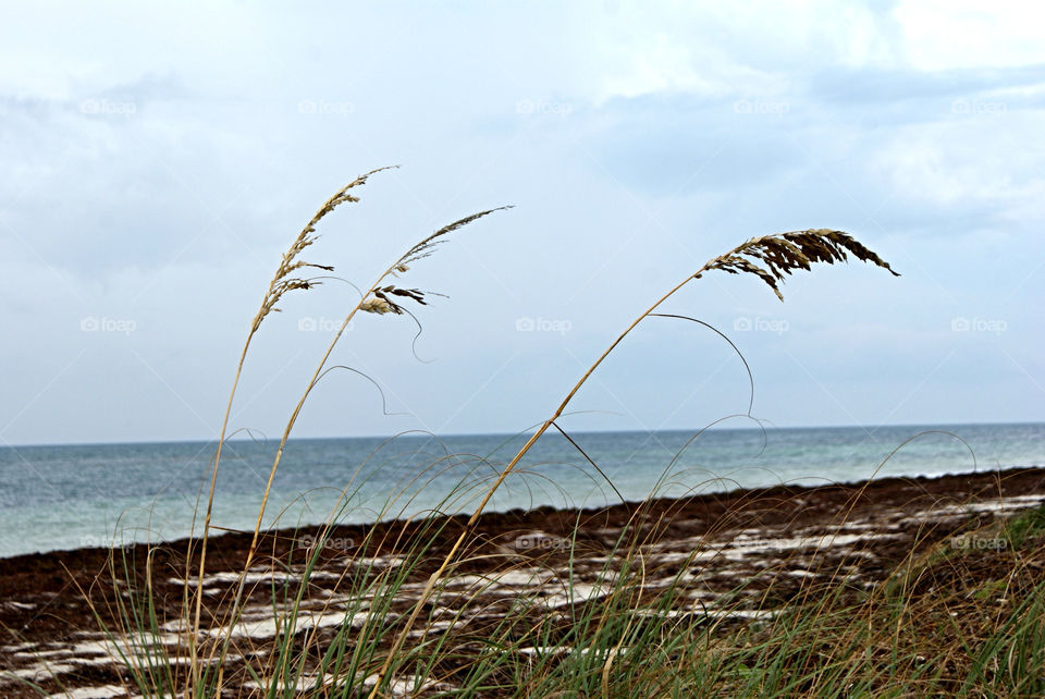 ocean sky reeds sea by angeljack