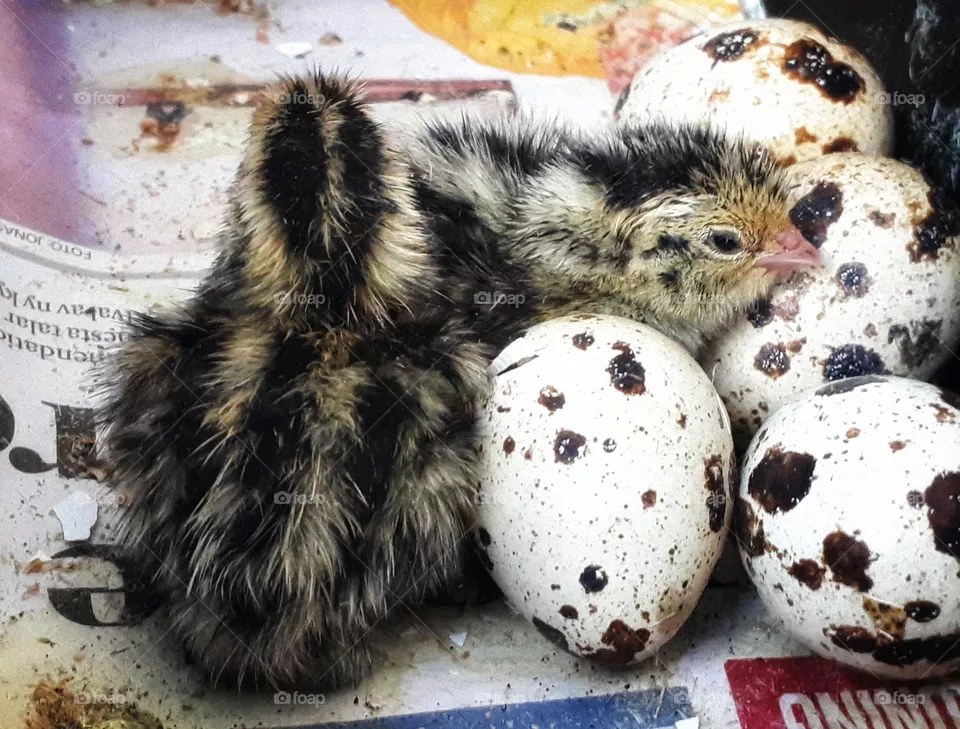 Newborn birds