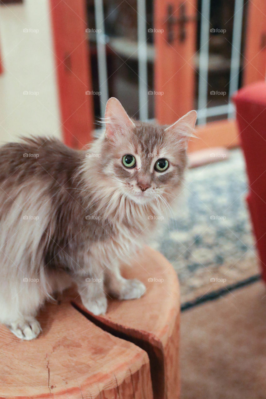 Green eyed grey small cat looking at camera