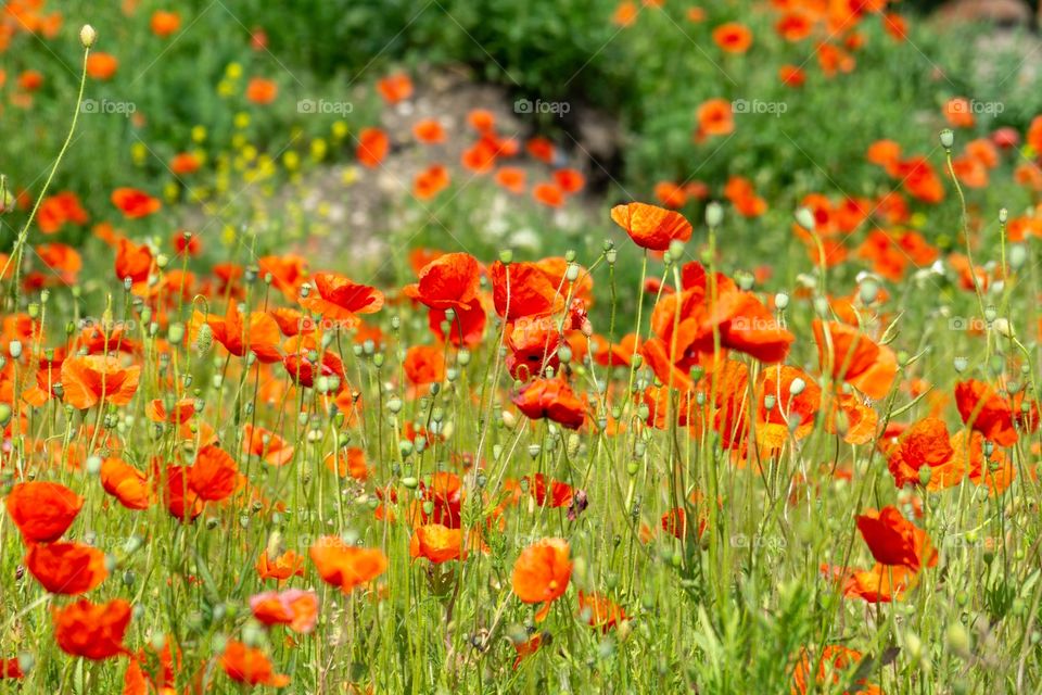 field is wild red poppies