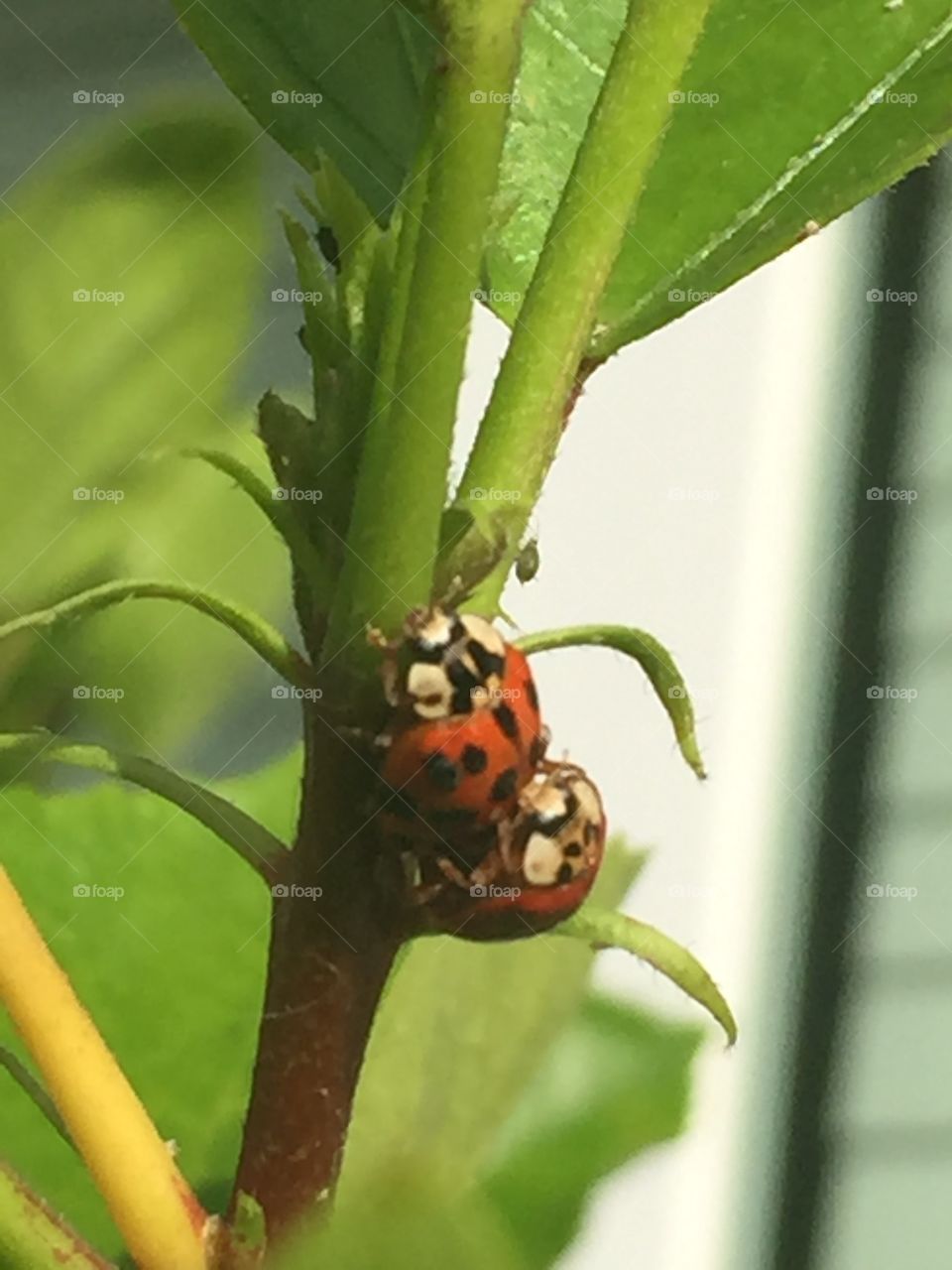 Ladybug 