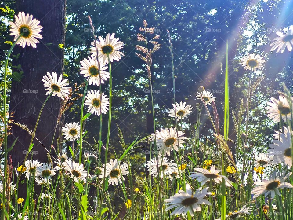 Flowers near the railway