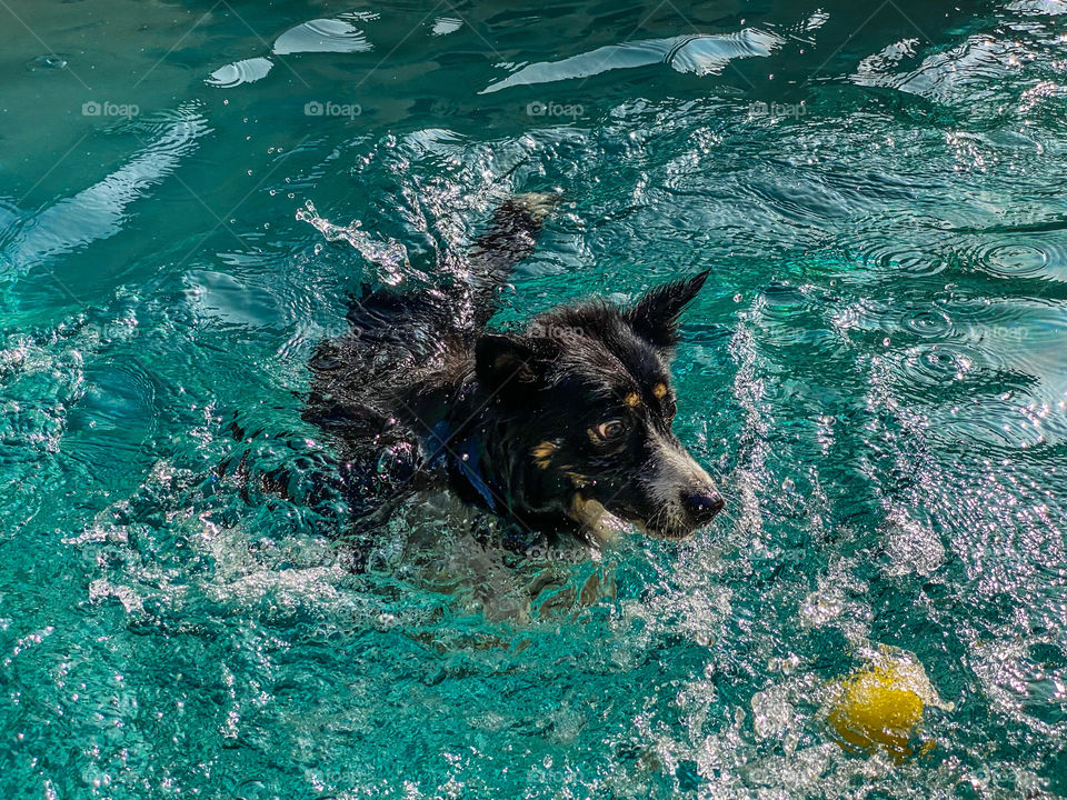 High angle view of dog chasing a ball in a swimming pool