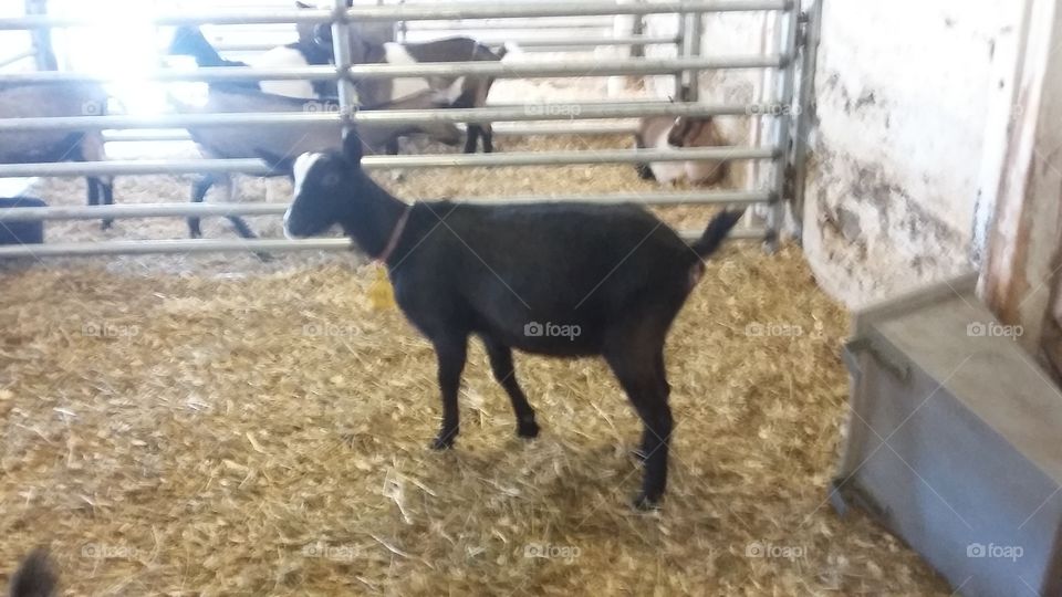 goat. young goat on a farm in Michigan