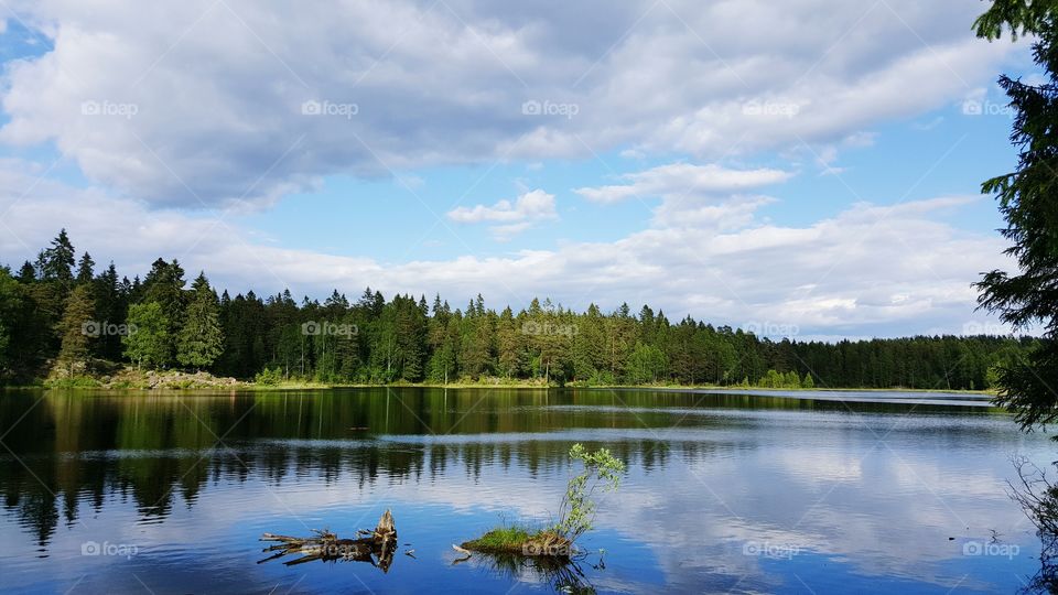 Trees and clouds reflected on lake