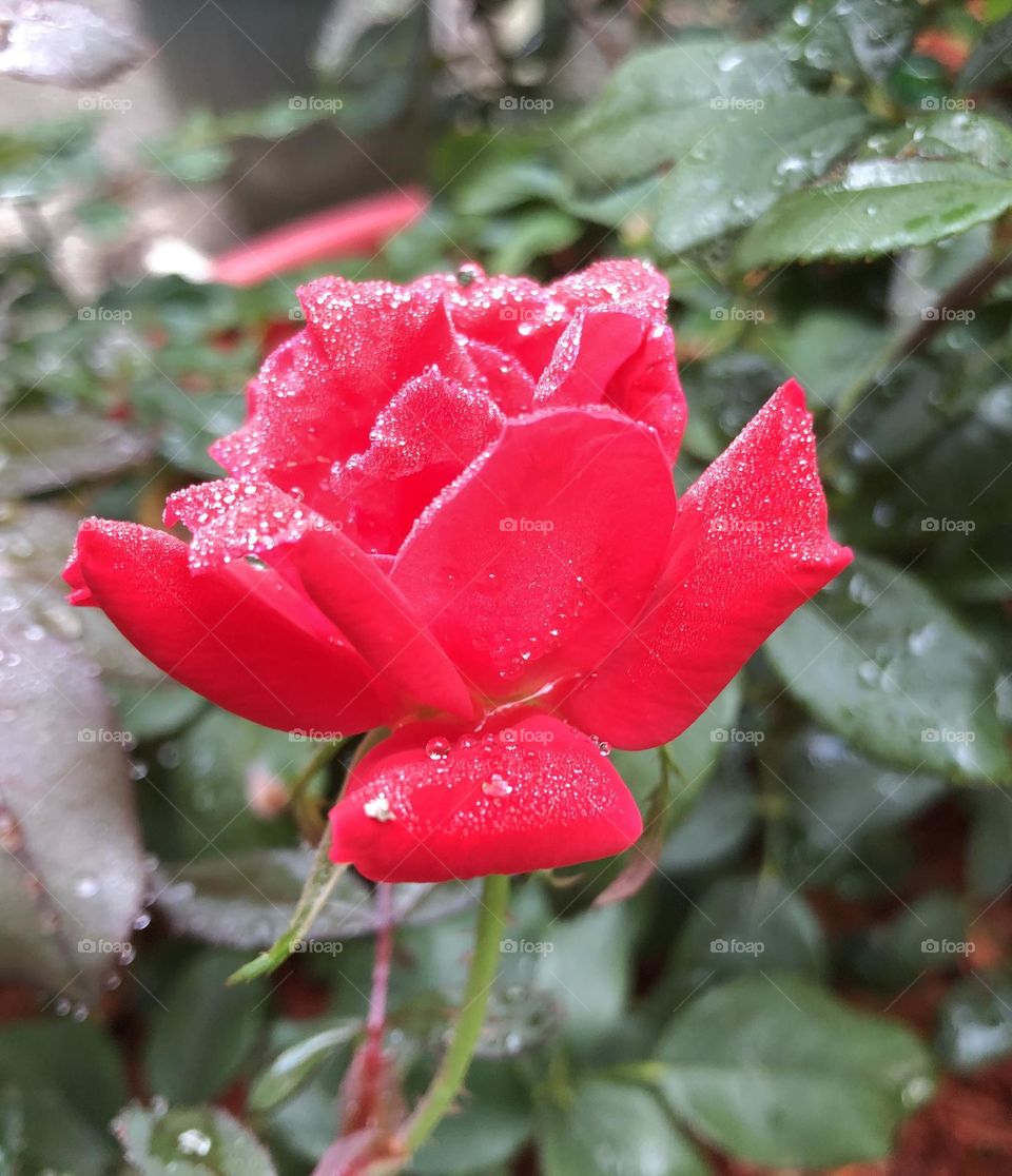 Dew drops on the petals. So beautiful!