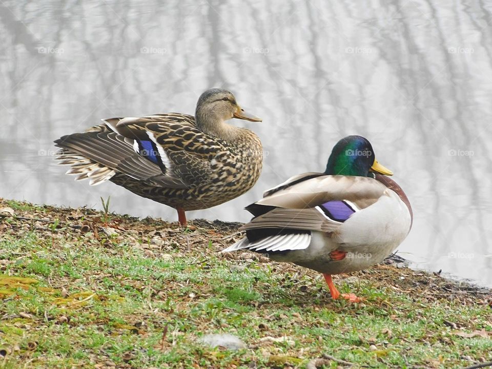 Ducks at Mountain Grove Cemetery in Fairfield, CT