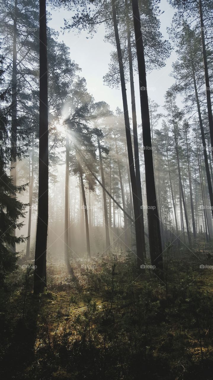 Foggy morning in the Latvian forest. I live nearby this forest and I'm often photographing there. It's located in the biggest national park in Latvia.