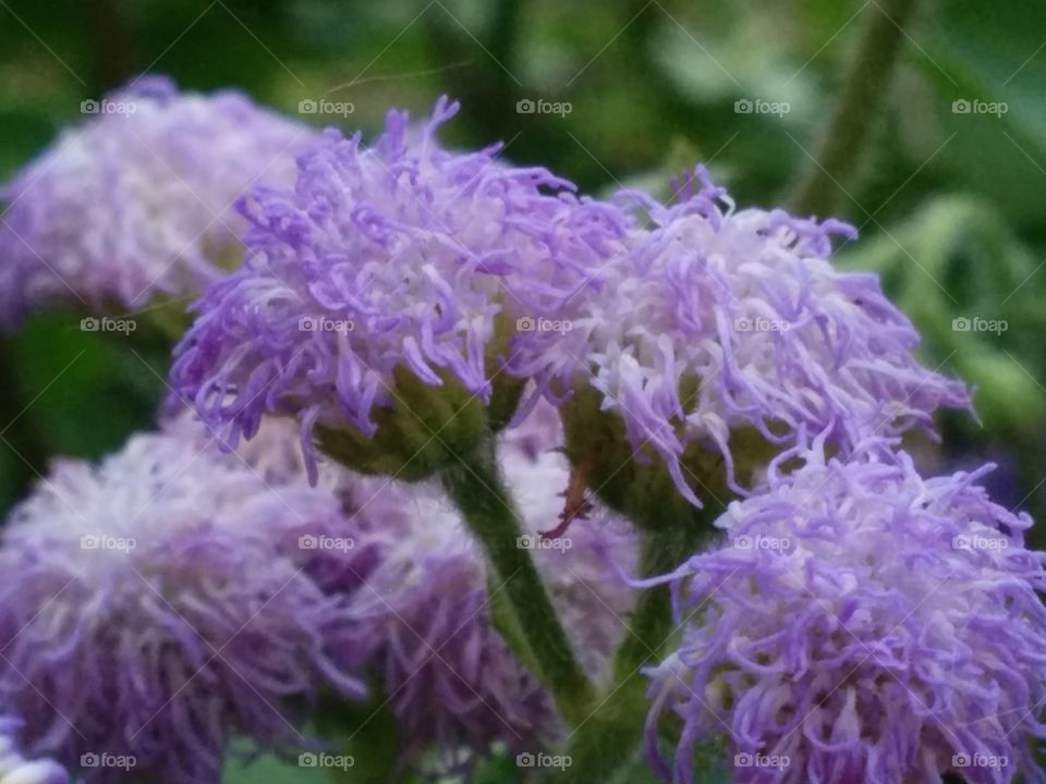 Fuzzy Purple Flowers