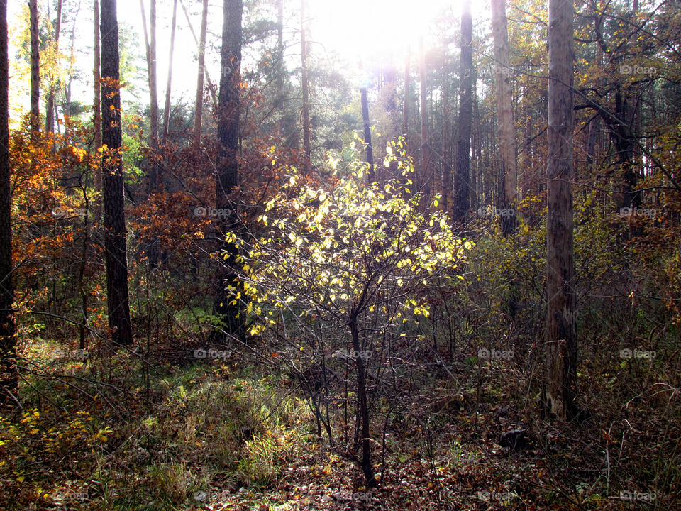 tree in a sunbeam