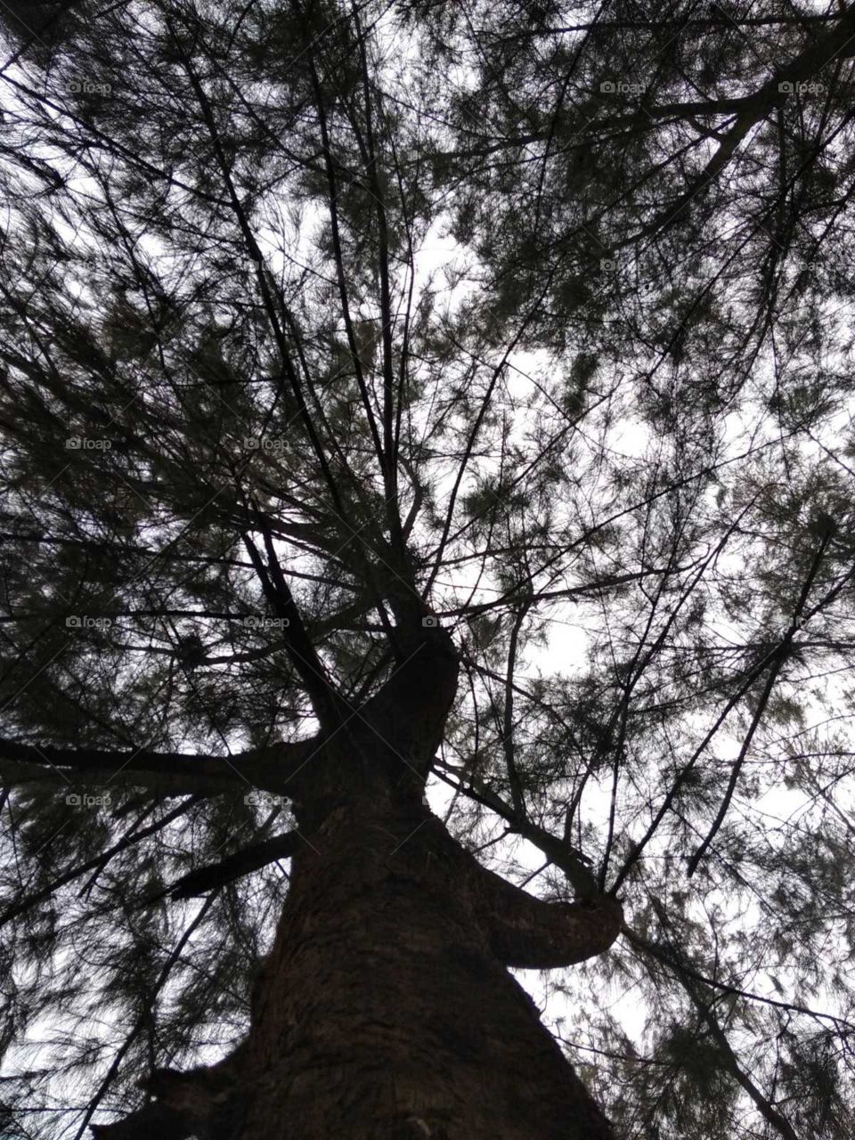 beautiful dark forest trees