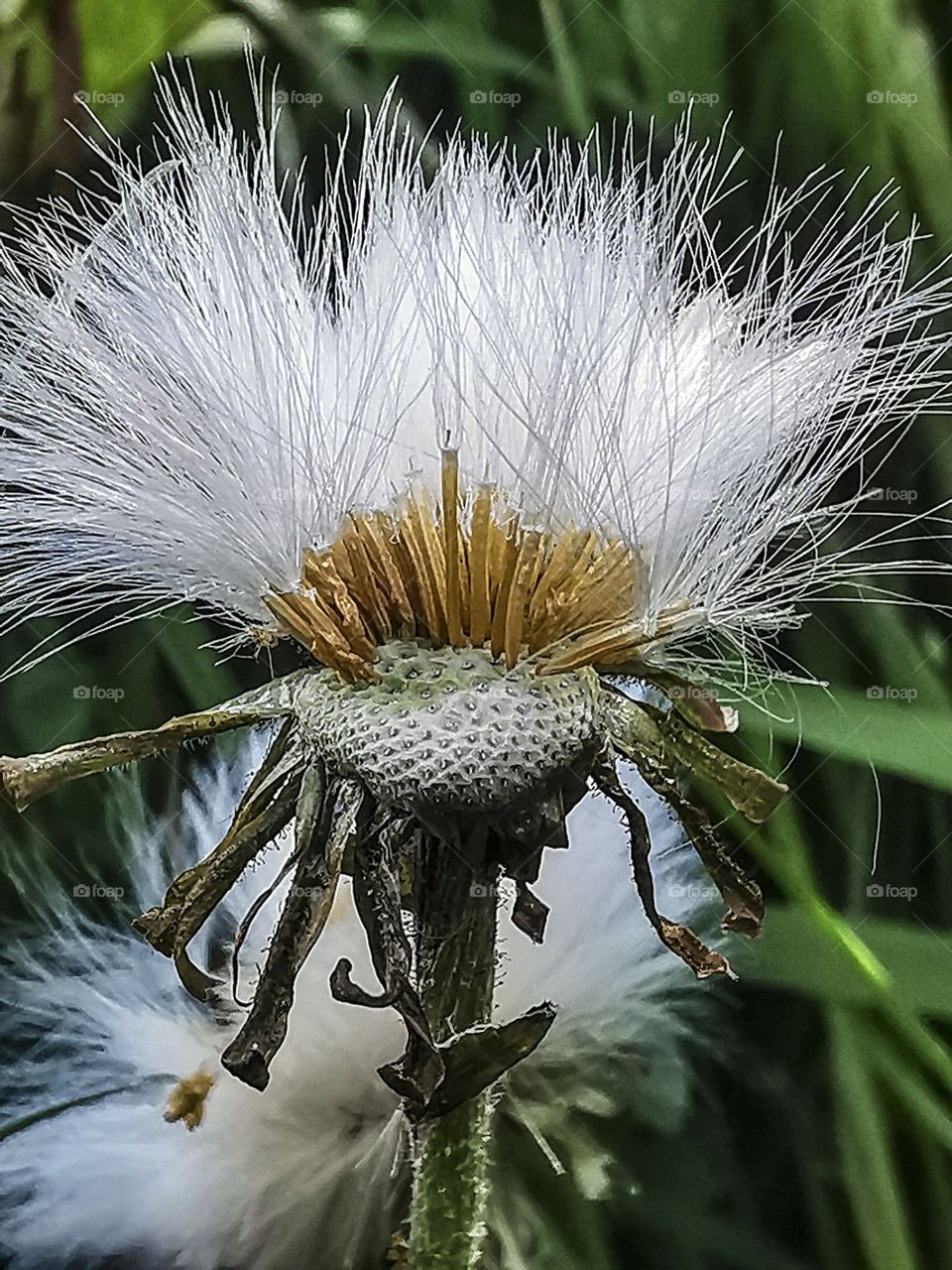 dandelion