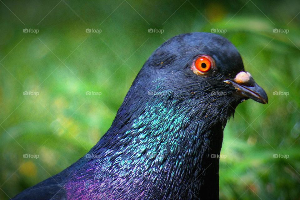 Pigeon Red eye