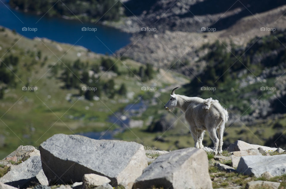 a mountain goat in shoshone national Park
