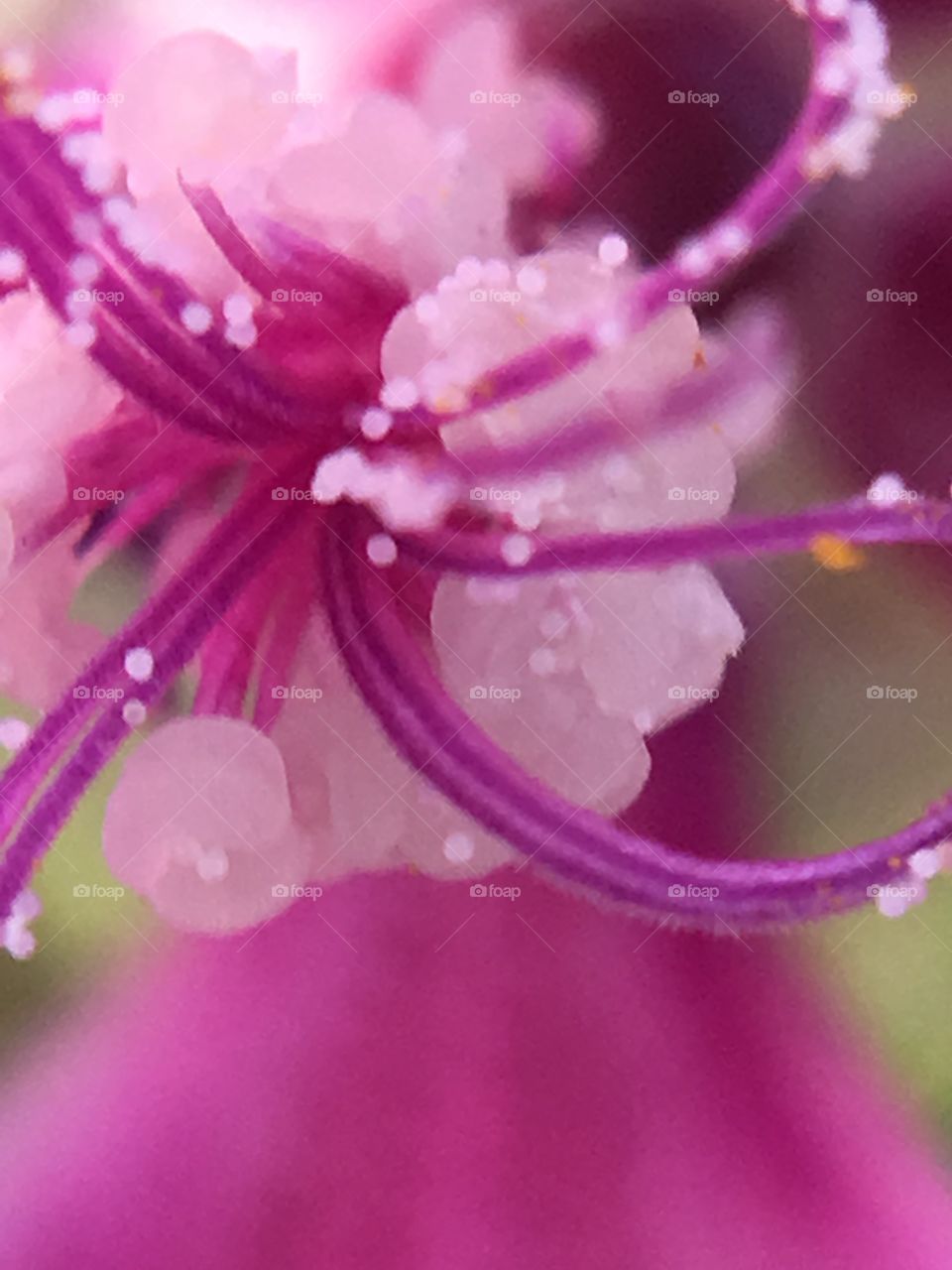 Stamen closeup