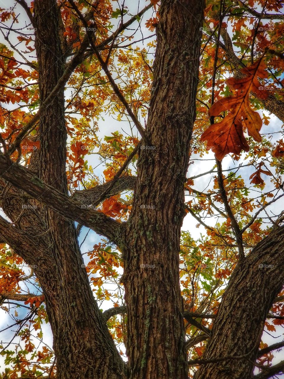 Burr Oak Tree in Fall with Orange, Green & Yellow Leaves and a blue sky with clouds peeks out from behind