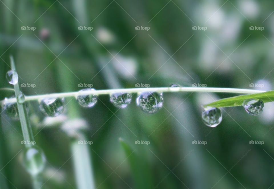 Dew Grass 🌱