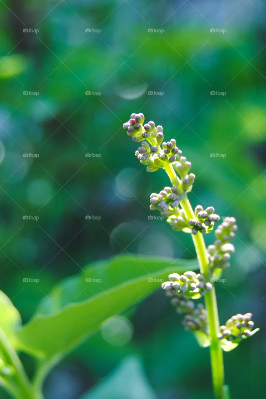 Lilac Stem