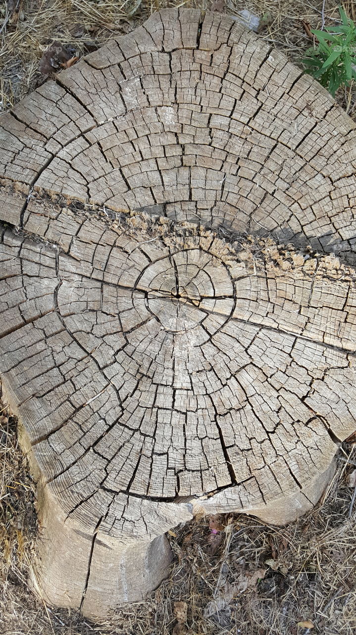 Tree Stump