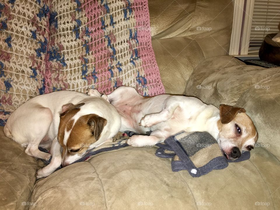 Lazy jack Russell's 