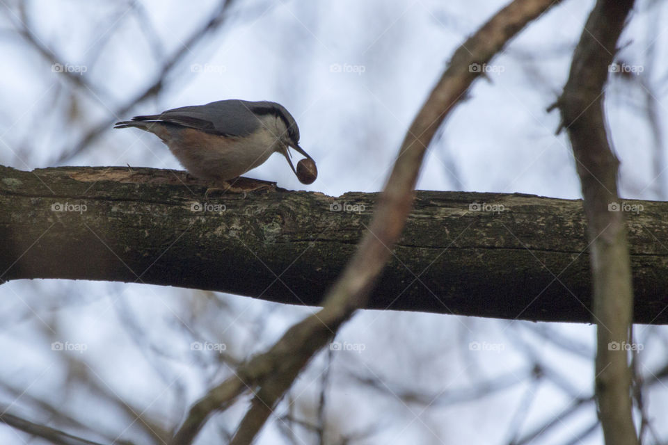 Local wildlife - bird Nuthatch Sweden