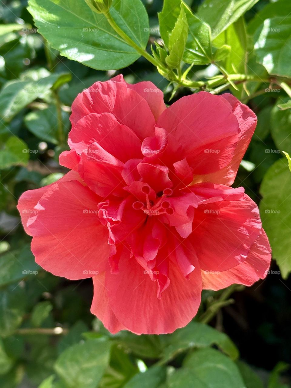 Hibiscus Flower