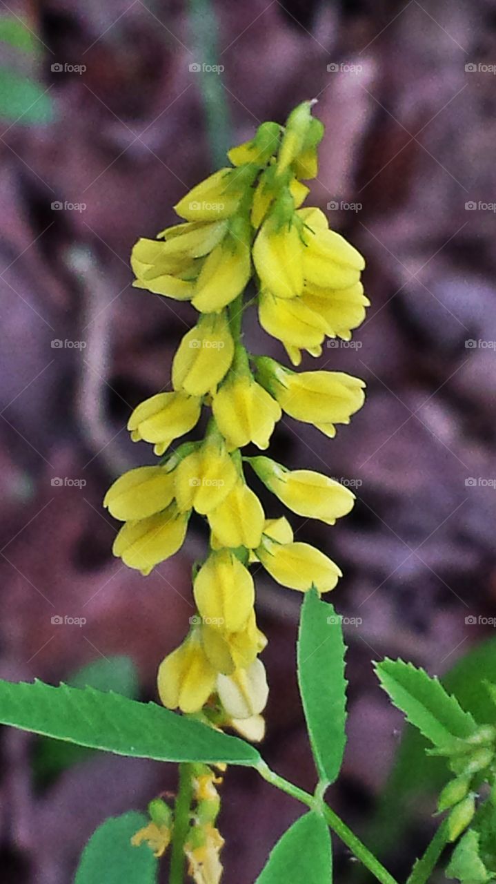 Yellow Sweet Clover. Wildflower