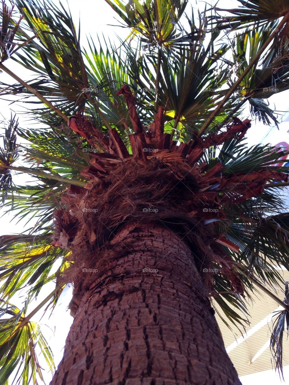 Looking up... Palm tree