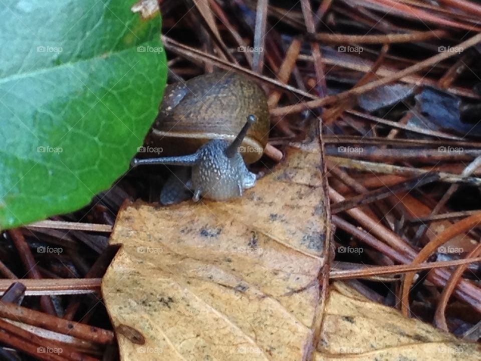 Snail munching on a leaf