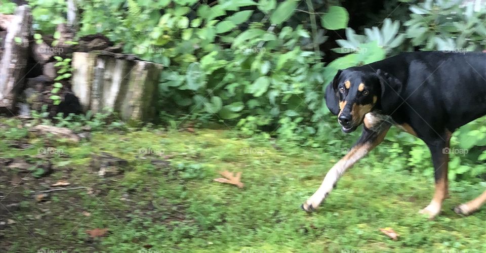 Essee is an energetic Doberman, Blue Tick mix that is constantly wallowing me until I try to snap a photo.  She is swift and sleek, but her goofy personality makes her the best pup I’ve ever owned. 