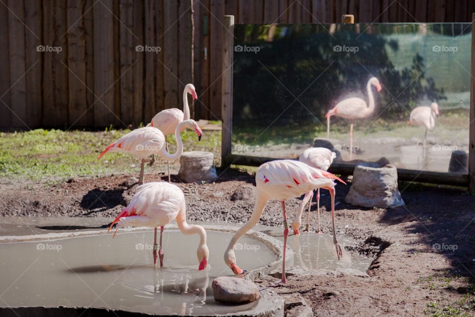 Bird, Water, Nature, Flamingo, Wildlife