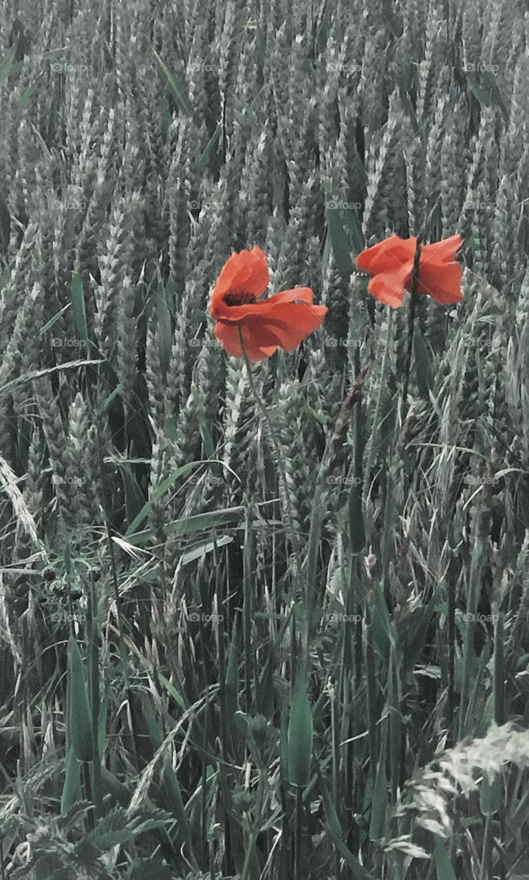 Poppies