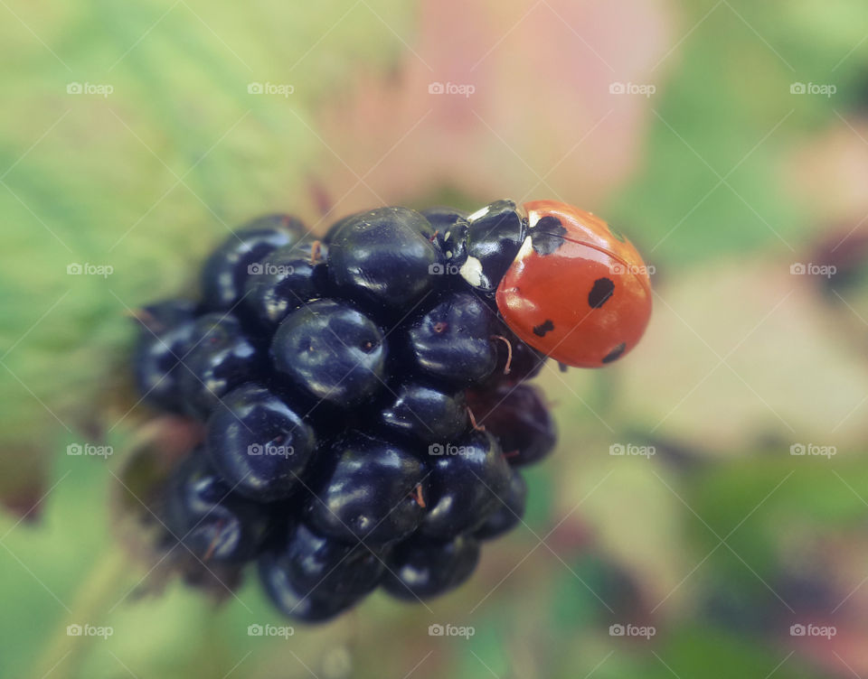 Ladybug on blackberries