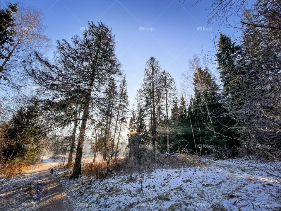 Winter landscape in sunny forest in December 